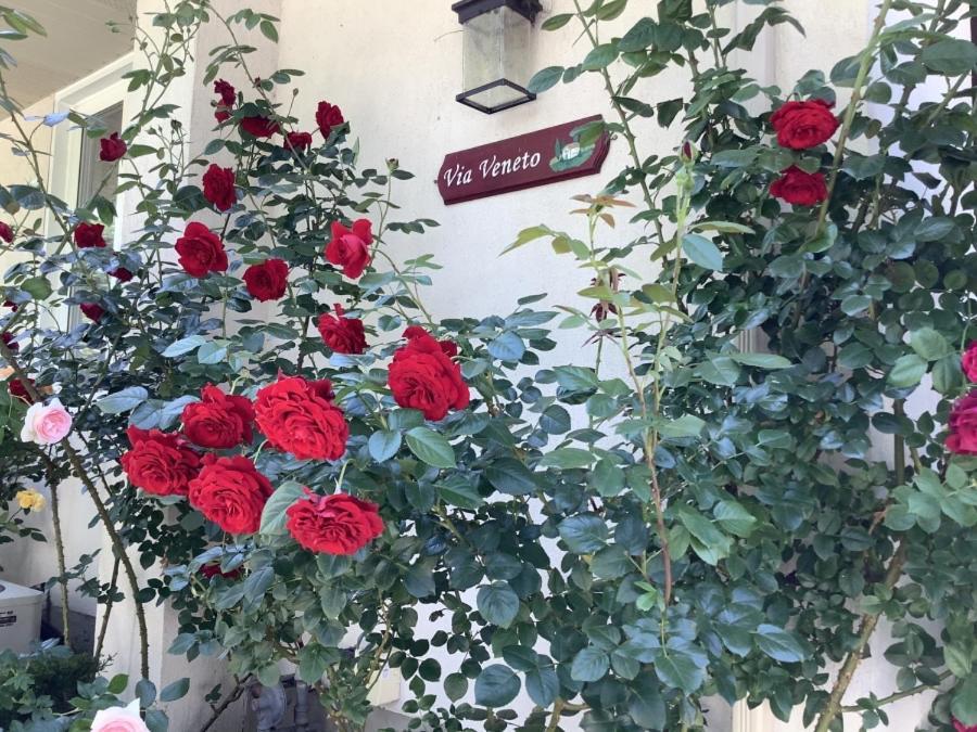 Bed and Breakfast Via Veneto - Old Town Niagara-on-the-Lake Zewnętrze zdjęcie